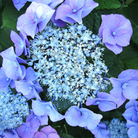 Hydrangea macrophylla 'Blue Wave'