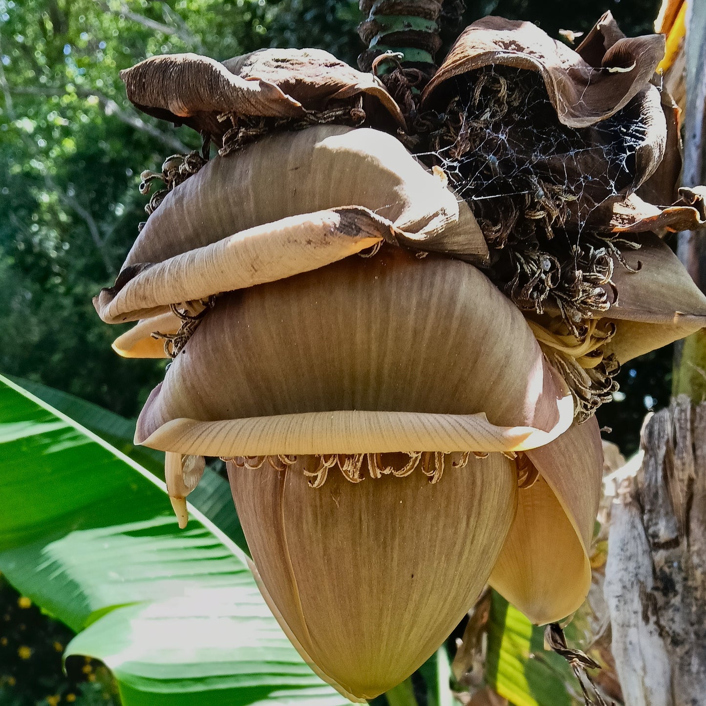 Musa basjoo (Japanese Banana)