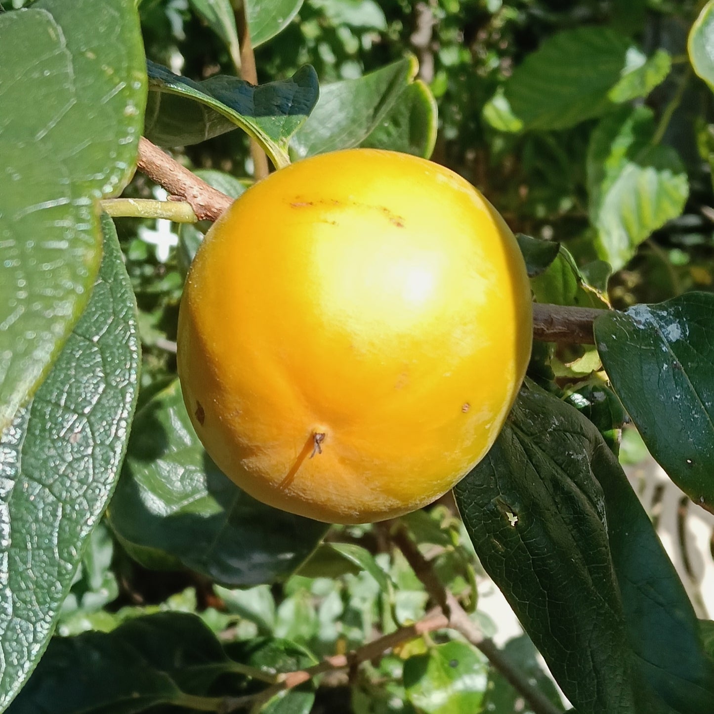 Diospyros kaki 'Wase Fuyu' (Oriental Persimmon)