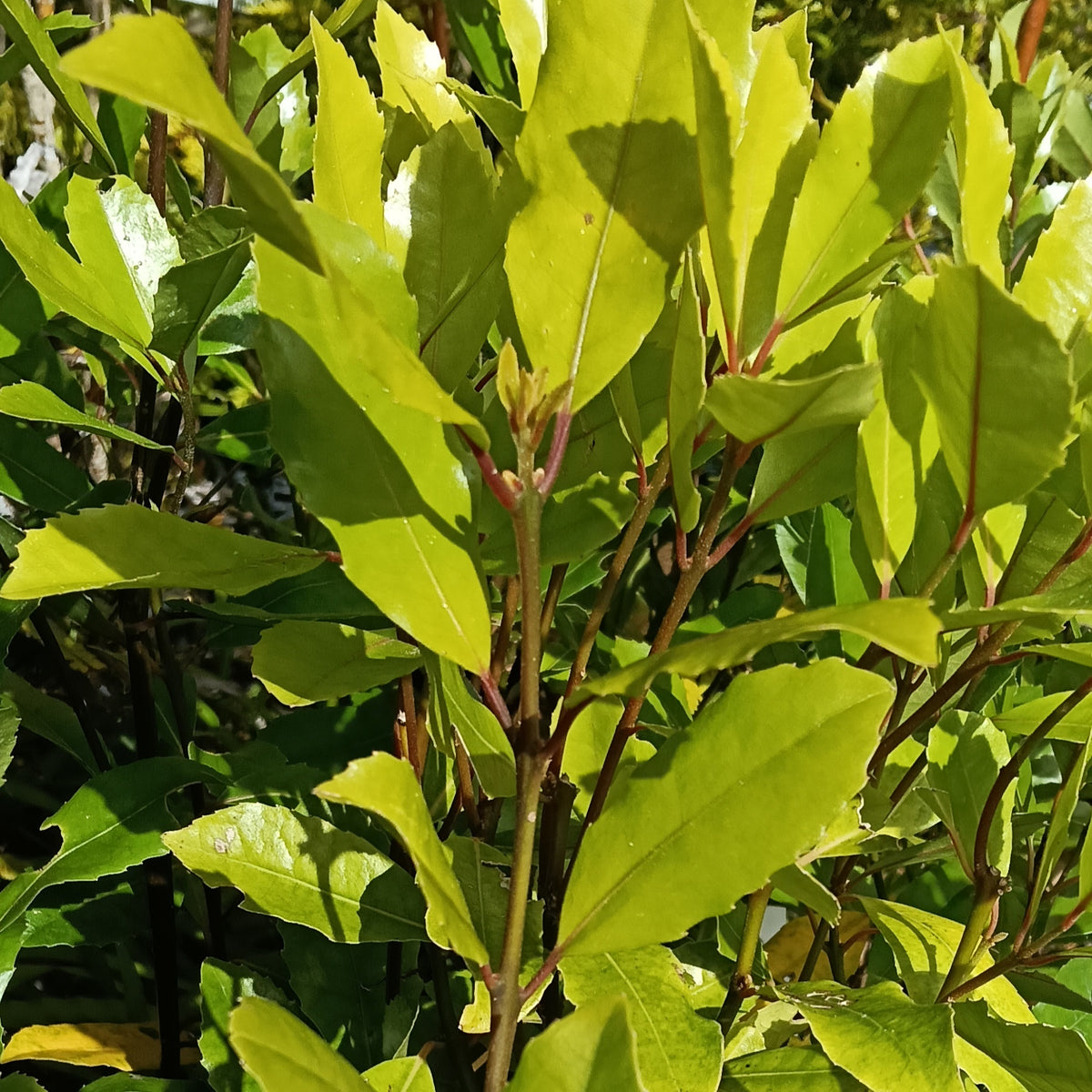 Hedycarya arborea (Pigeonwood, Porokaiwhiri, Poporokaiwhiri)