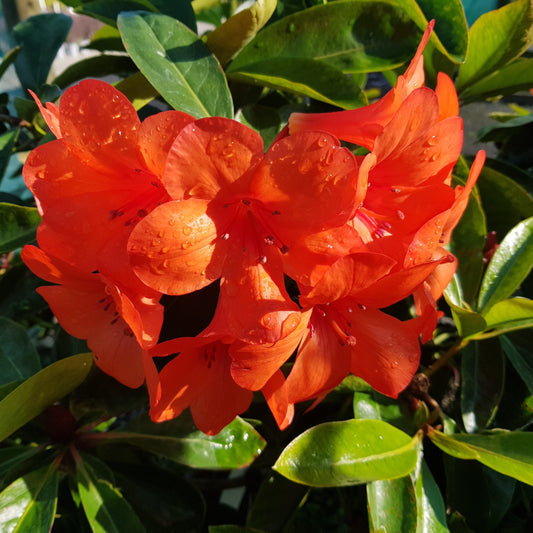 Rhododendron 'Captain Scarlet' (Vireya)