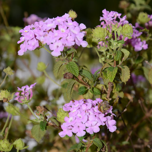 Lantana montevidensis (Trailing Lantana)