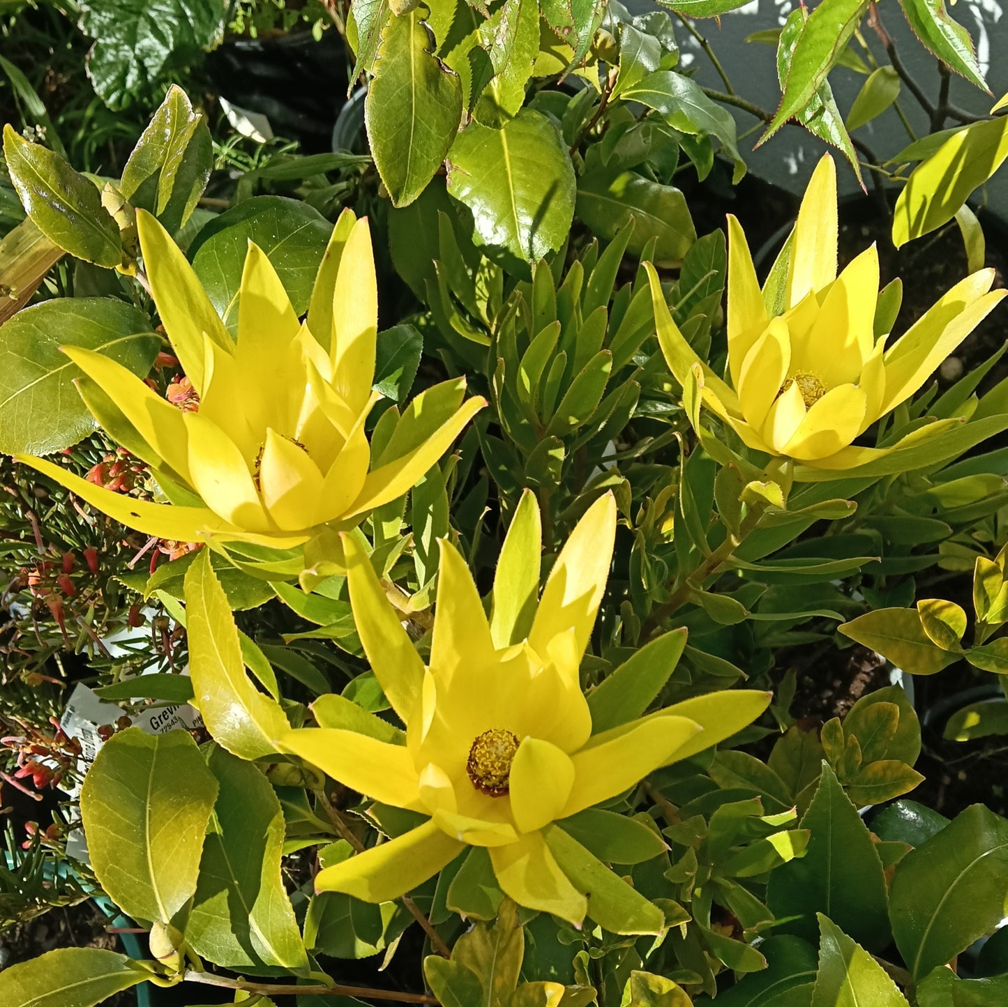 Leucadendron laureolum (Peninsula Conebush)