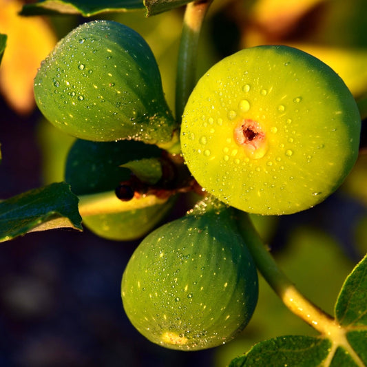 Ficus carica 'San Pedro' (Fig)