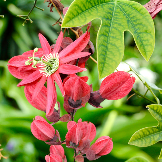 Passiflora racemosa (Red Passion Flower)