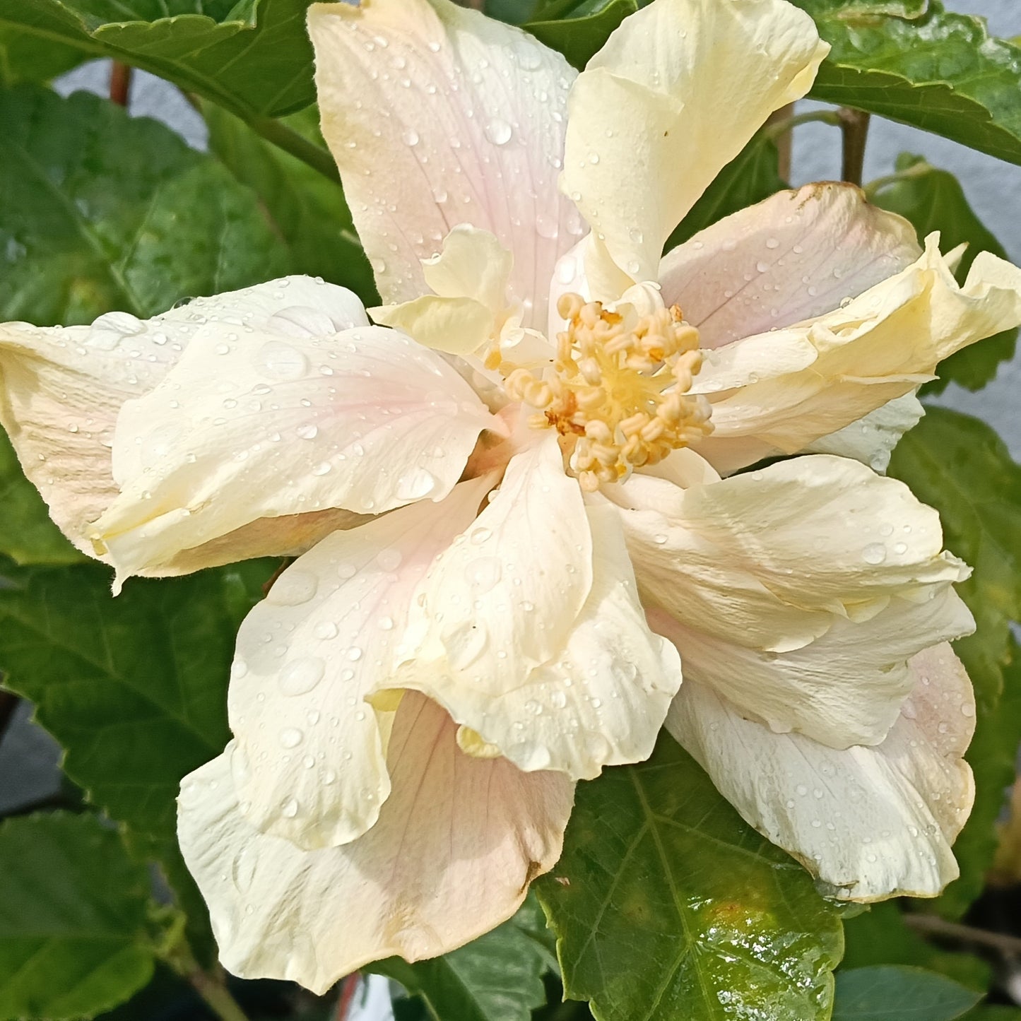 Hibiscus x rosa-sinensis 'Butterfly Wings' (Fijian Hibiscus)