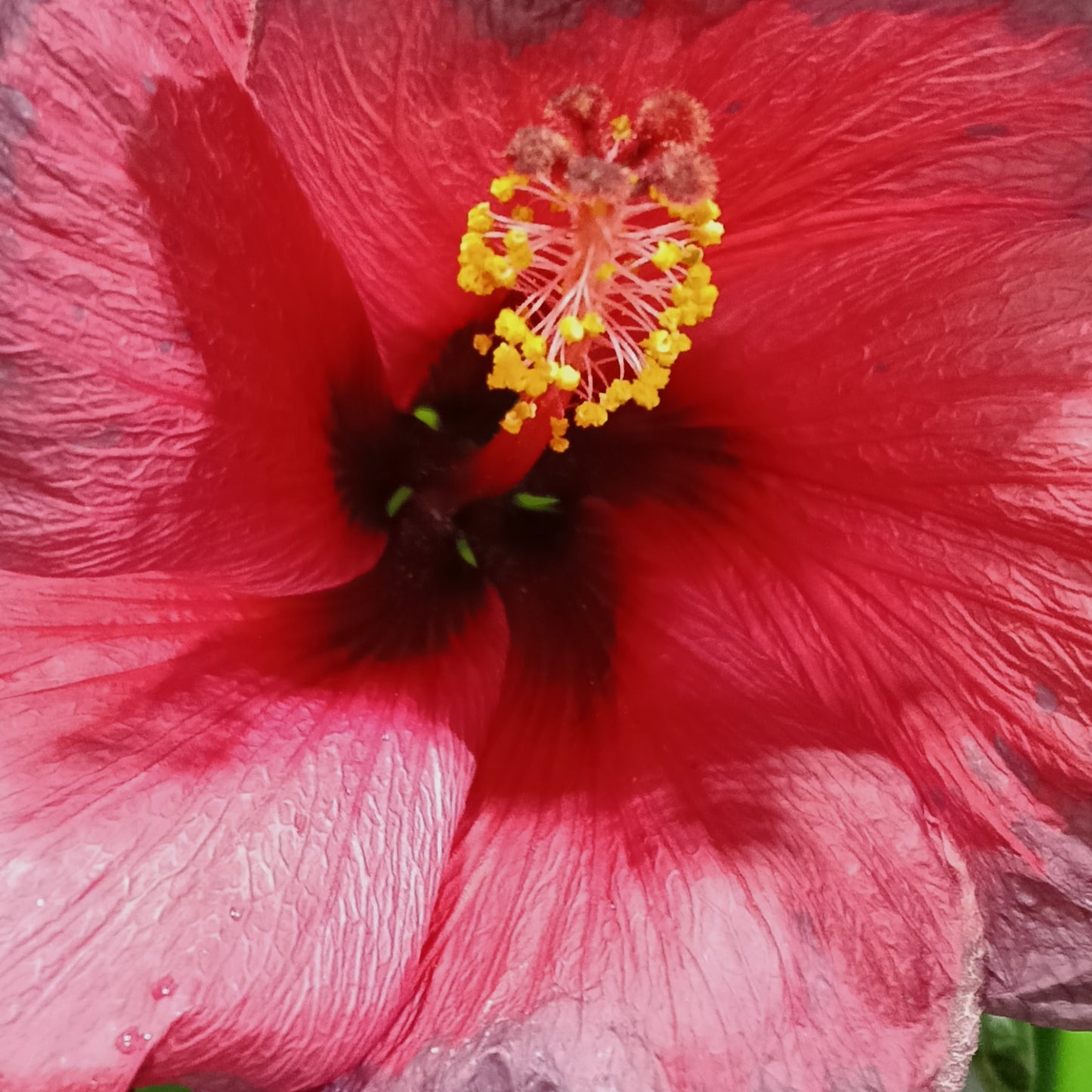 Hibiscus rosa-sinensis HibisQs® 'Adonicus Dark Pink'