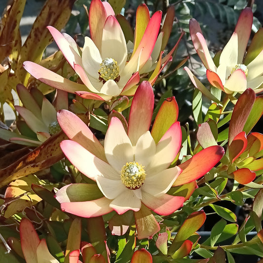 Leucadendron 'Cream Bun' (Conebush)