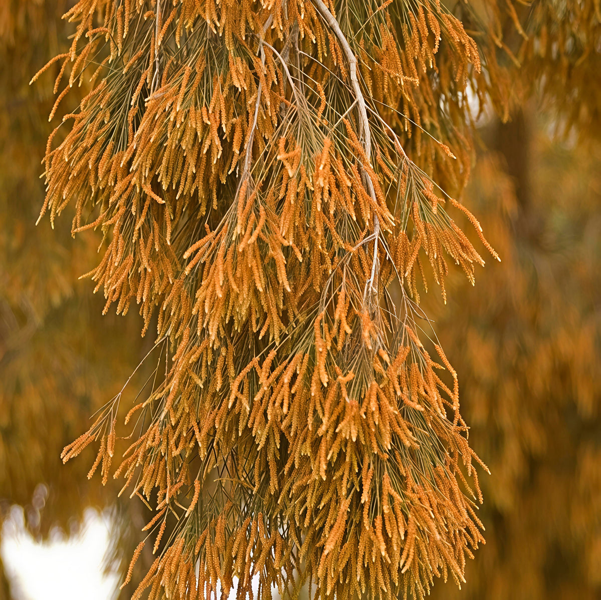 Casuarina cunninghamii (River She-oak)