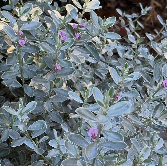 Podalyria sericea (Satin Bush)