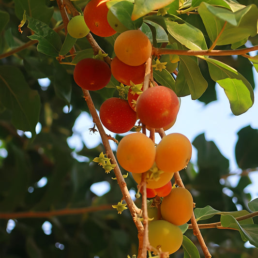 Dovyalis hybrid (Ketcot, Tropical Apricot)
