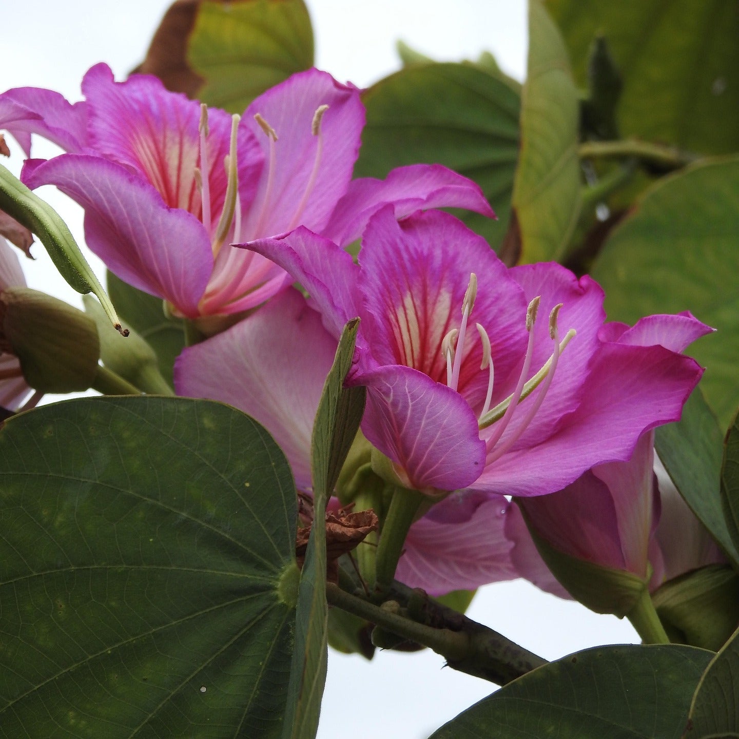 Bauhinia purpurea (Orchid Tree)