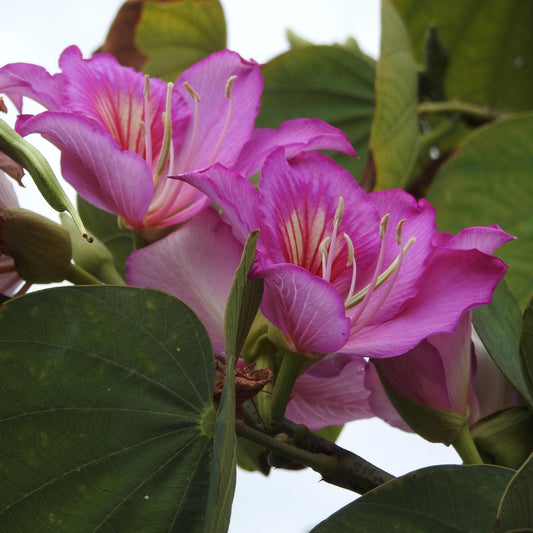 Bauhinia purpurea (Orchid Tree)