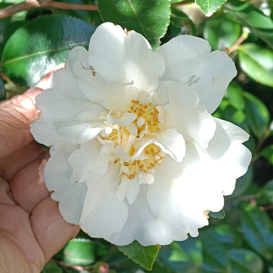 Camellia japonica 'Nuccio's Gem'