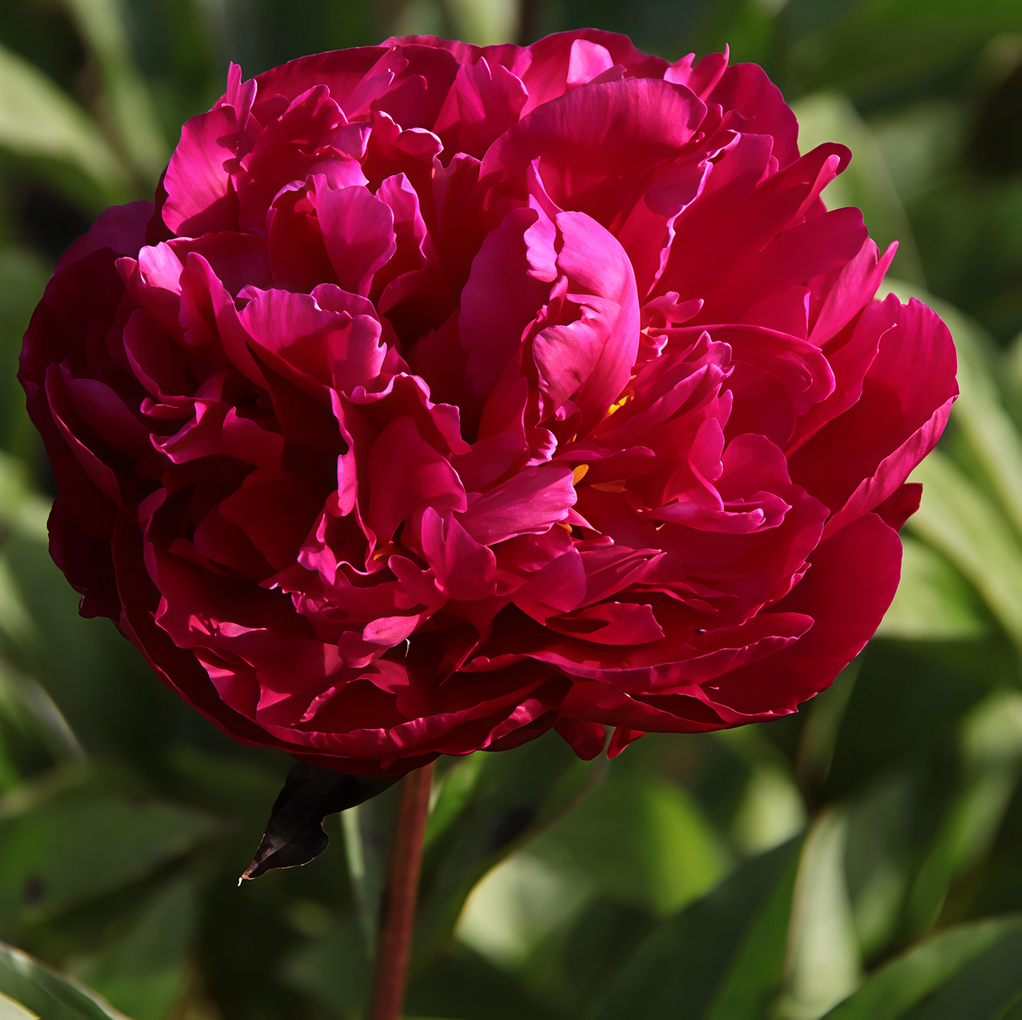 Paeonia lactiflora 'Karl Rosenfield' (Peony)