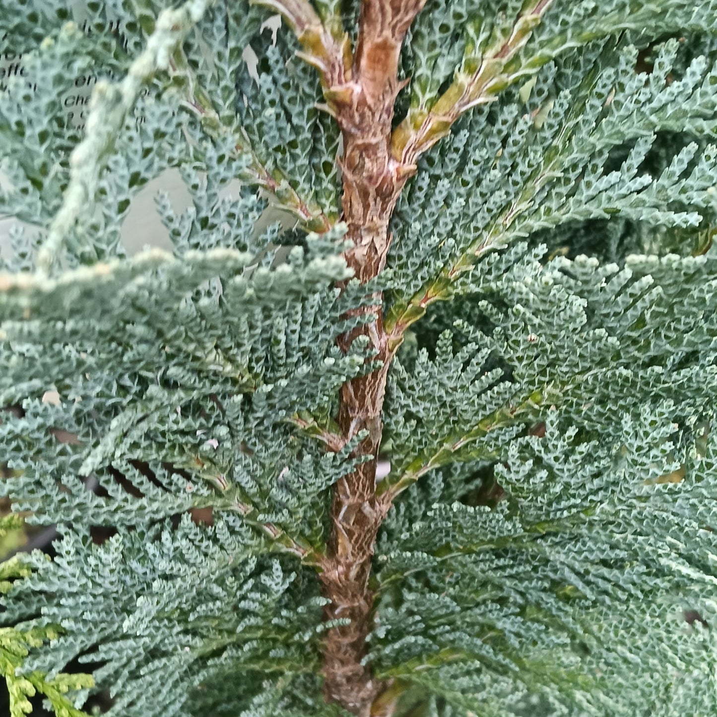 Chamaecyparis lawsoniana 'Grayswood Pillar' (Port Orford Cedar)