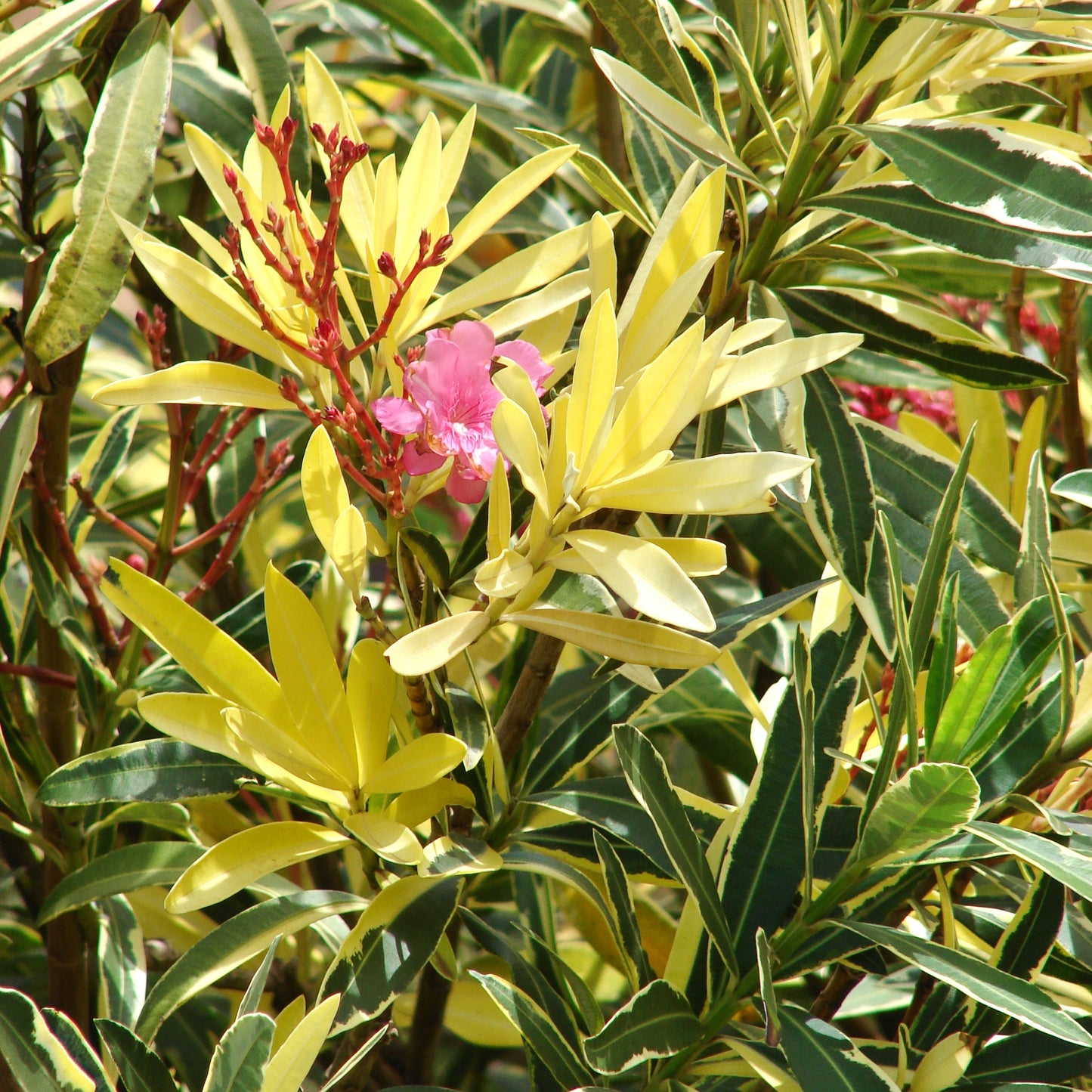 Nerium oleander 'Variegated' (Oleander)