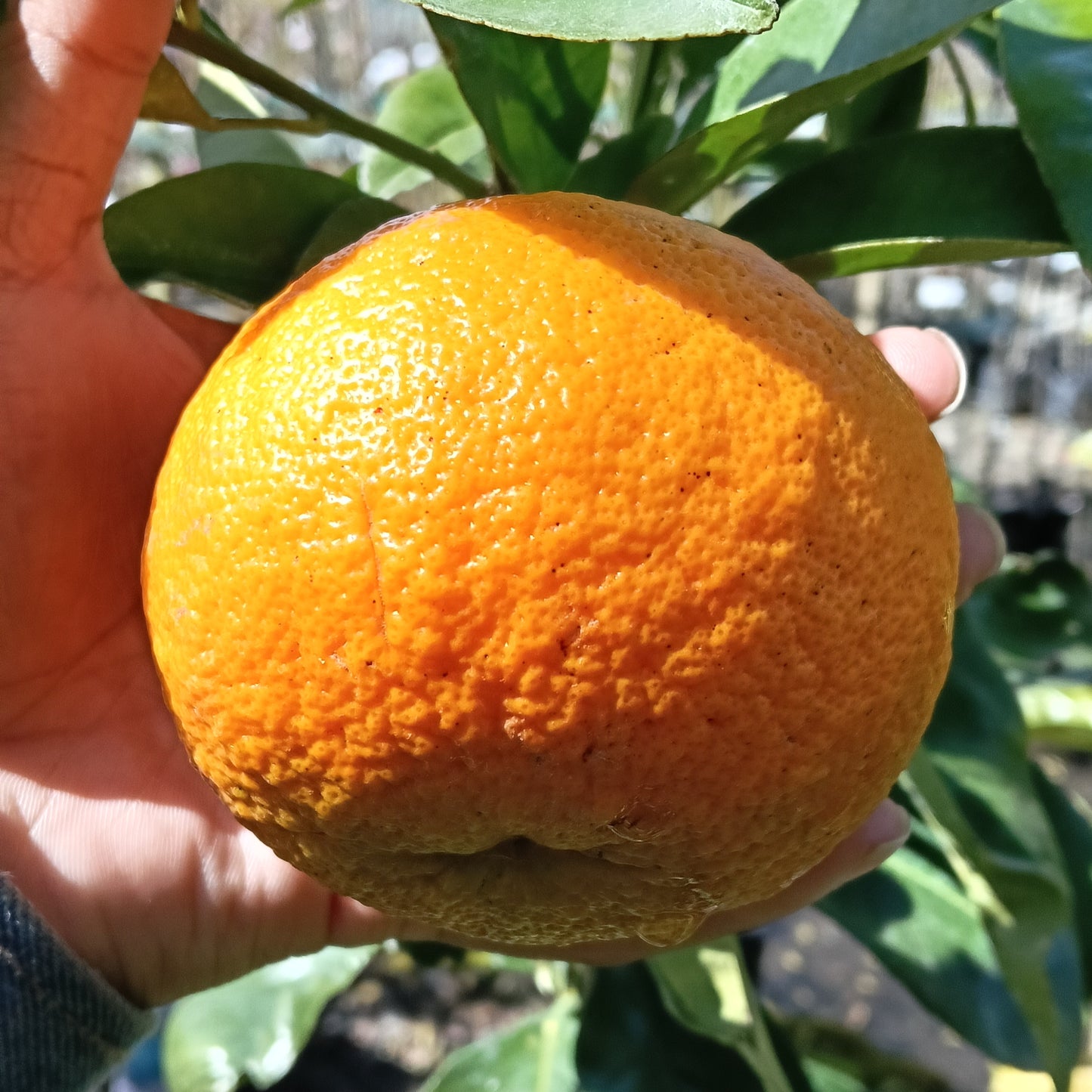 Citrus × paradisi 'Cutler's Red' (Grapefruit)