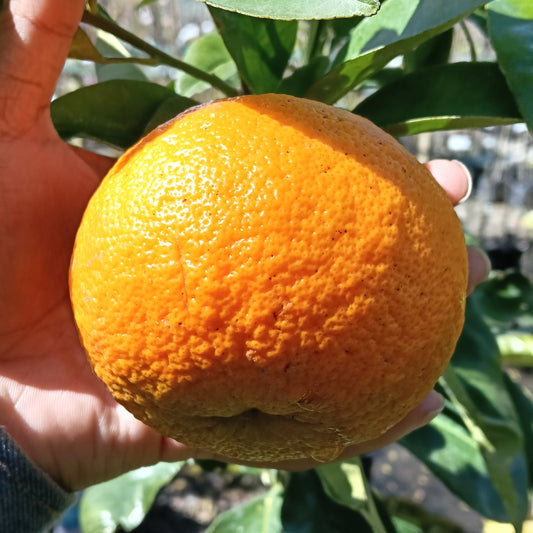 Citrus × paradisi 'Cutler's Red' (Grapefruit)
