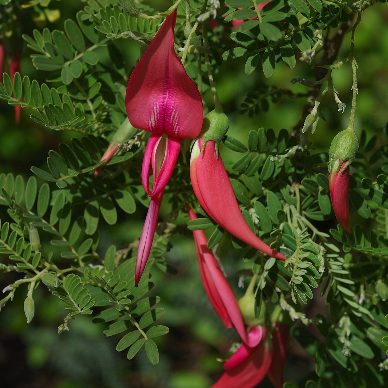 Clianthus puniceus (Kākā Beak, Ngutukākā)