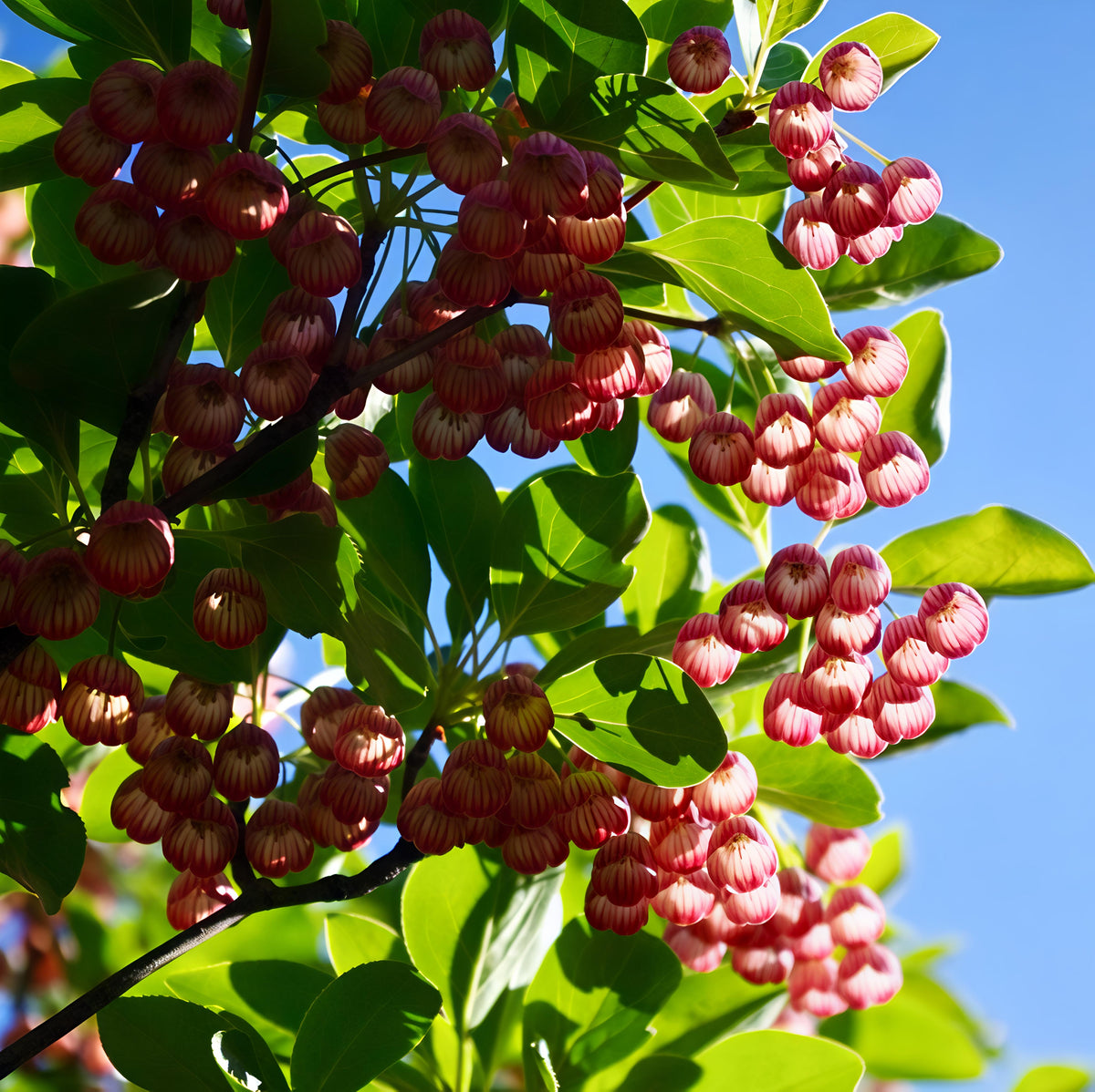 Enkianthus campanulatus (Redvein Enkianthus)