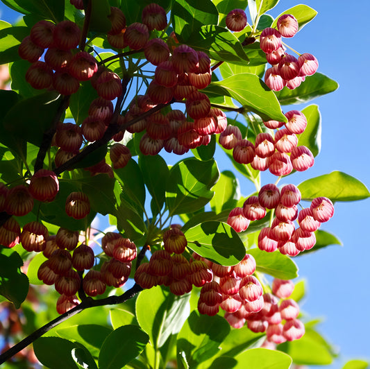 Enkianthus campanulatus (Redvein Enkianthus)