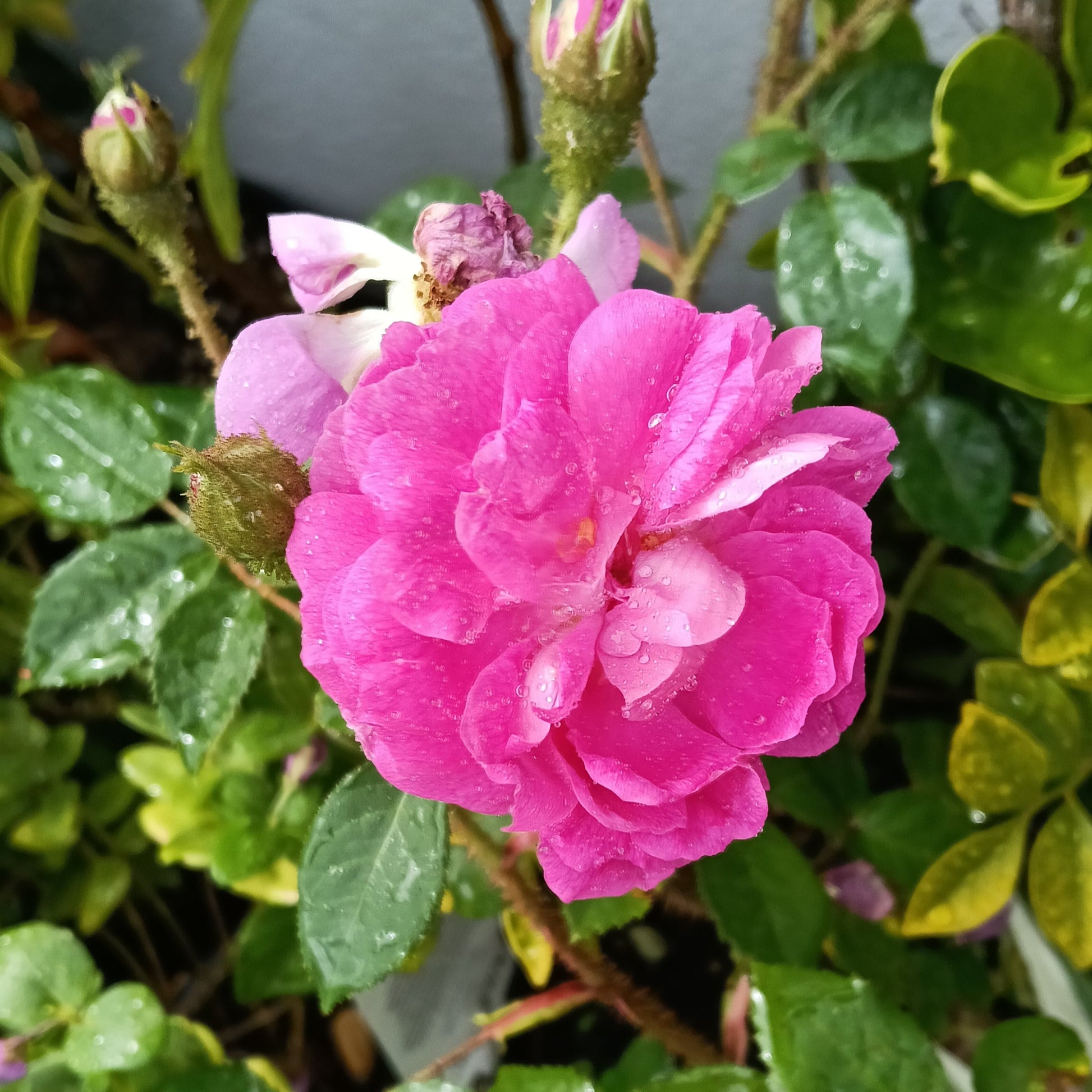 Rosa 'William Lobb' (Moss Rose) Pikirangi