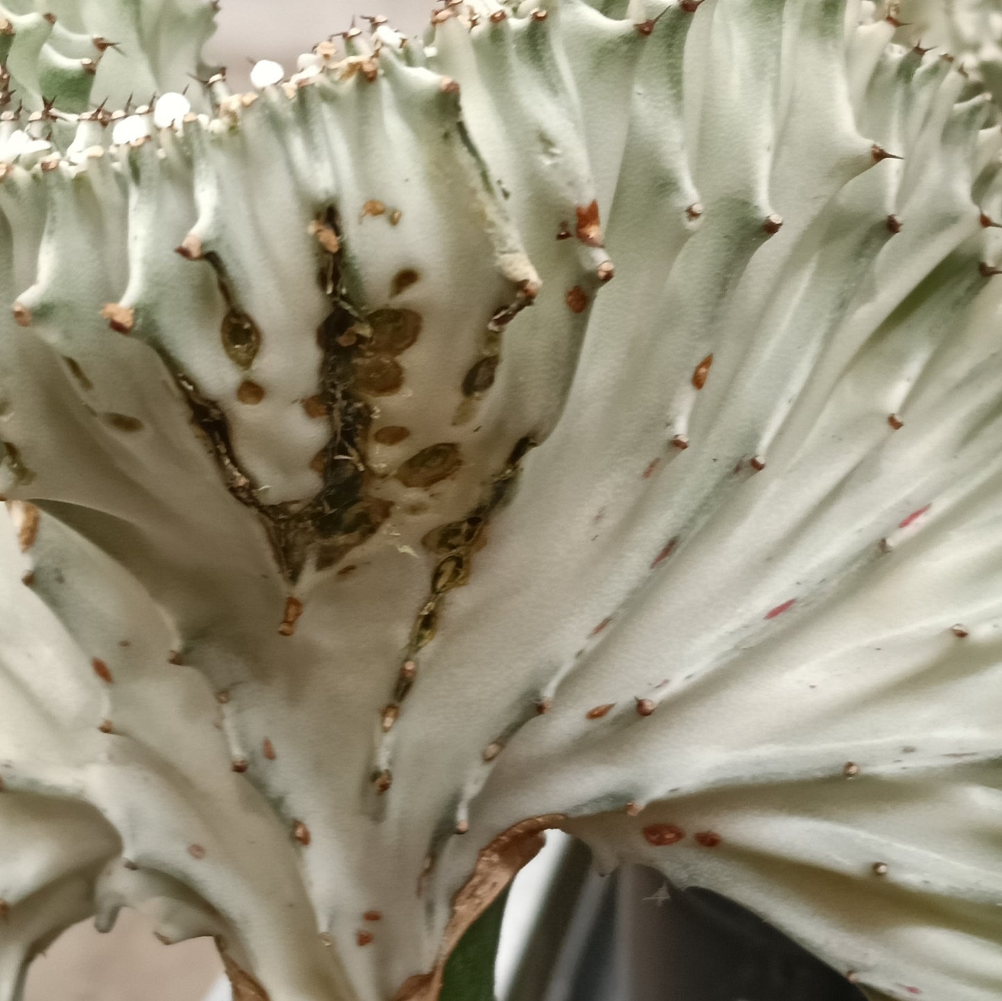 Euphorbia lactea 'Cristata' (Coral Cristata)