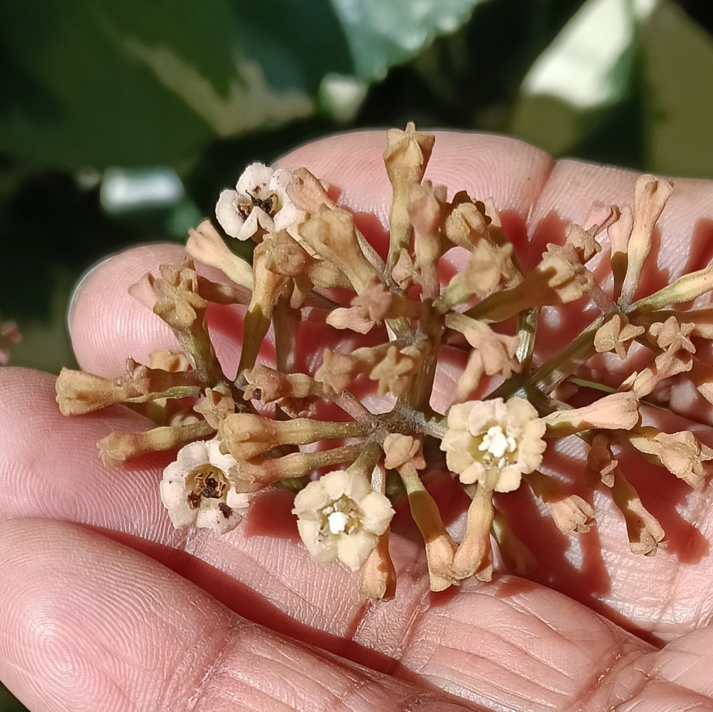 Pisonia brunoniana 'Variegata' (Parapara, Birdcatcher Tree)