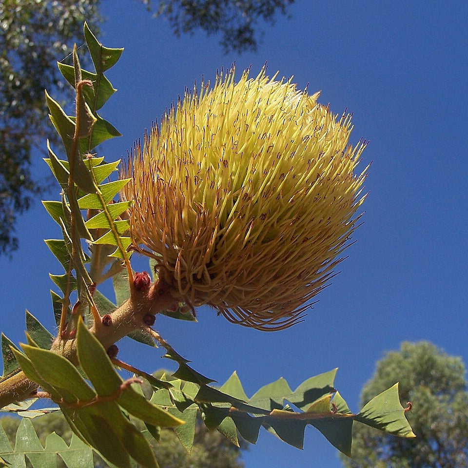 Banksia baxteri (Bird's Nest Banksia)