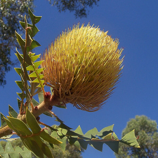 Banksia baxteri (Bird's Nest Banksia)