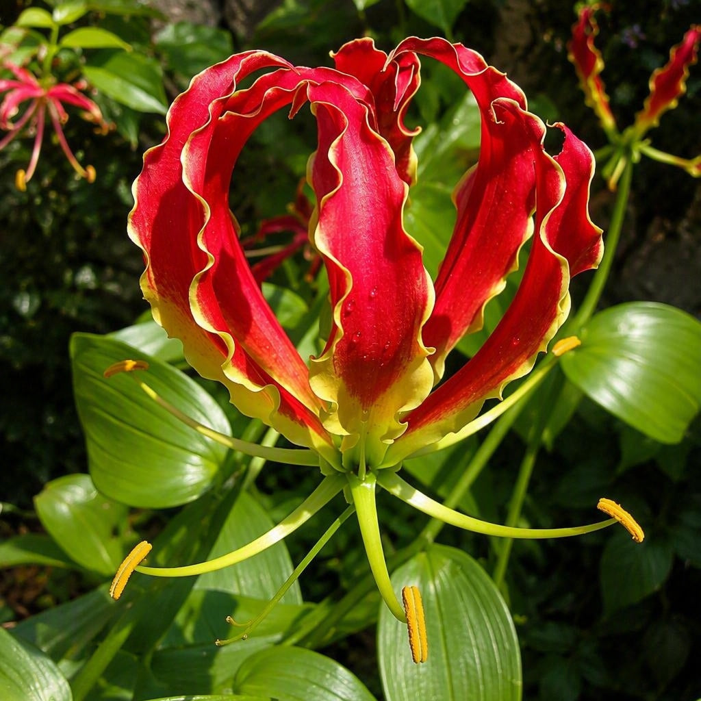 Gloriosa superba 'Rothschildiana' (Glory Lily, Fire Lily)