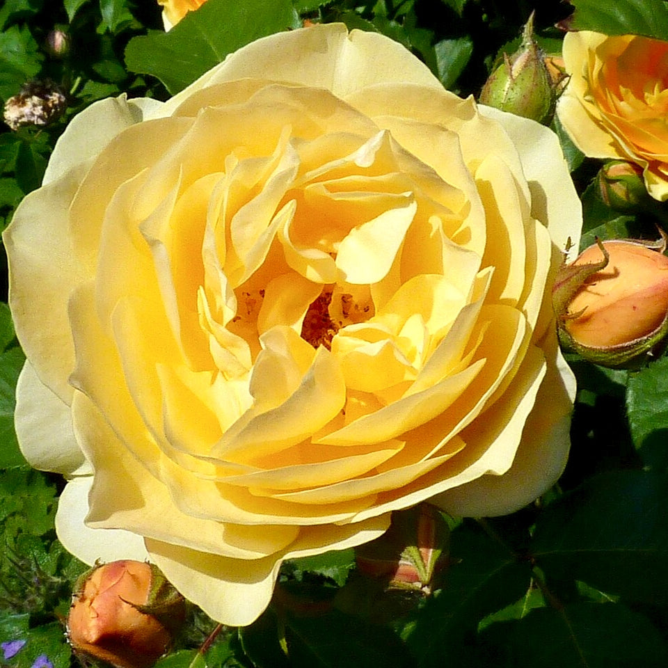 Rosa 'Graham Thomas' (Rose)