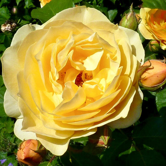 Rosa 'Graham Thomas' (Rose)
