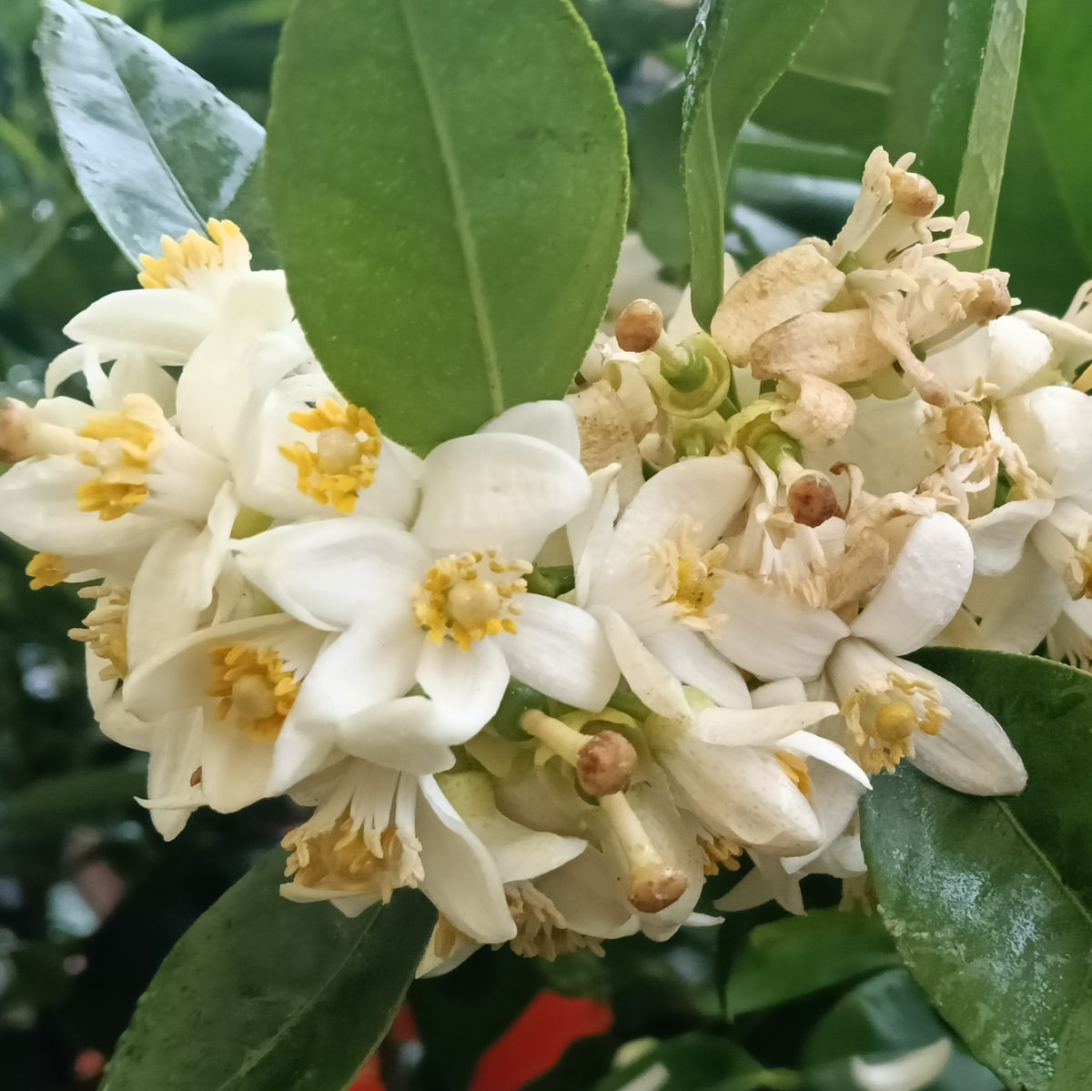 Citrus x paradisi 'Golden Special' (Grapefruit)