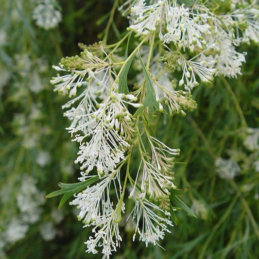 Grevillea manglesii (Smooth Grevillea)