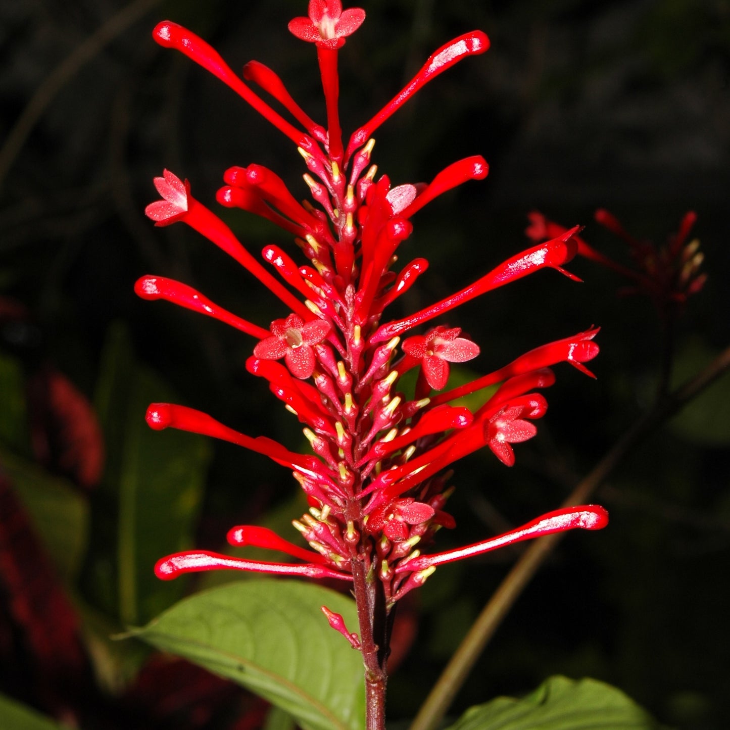 Odontonema cuspidatum (Scarlet Firespike)