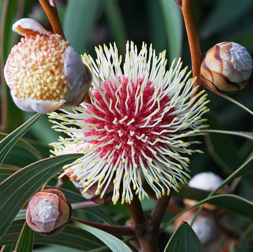 Hakea laurina (Kodjet, Pincushion Hakea)