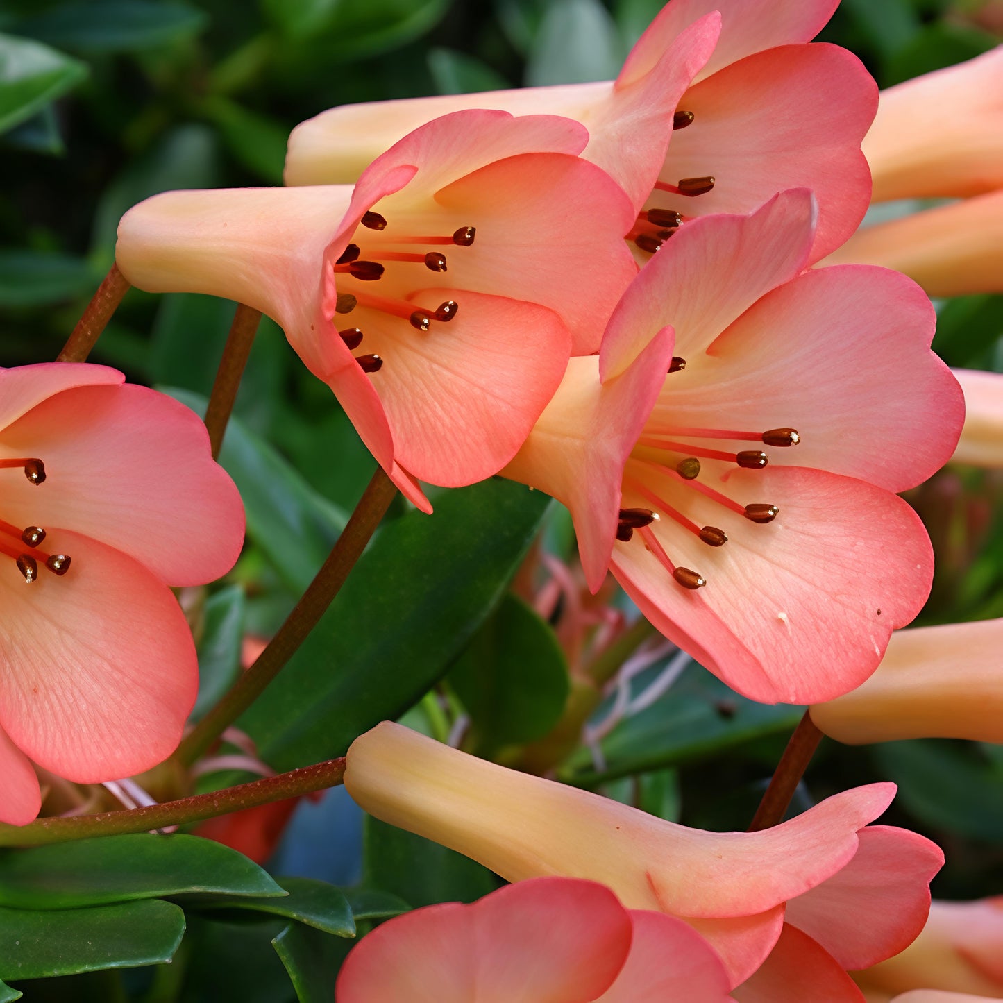 Rhododendron 'Saxon Blush' (Vireya)