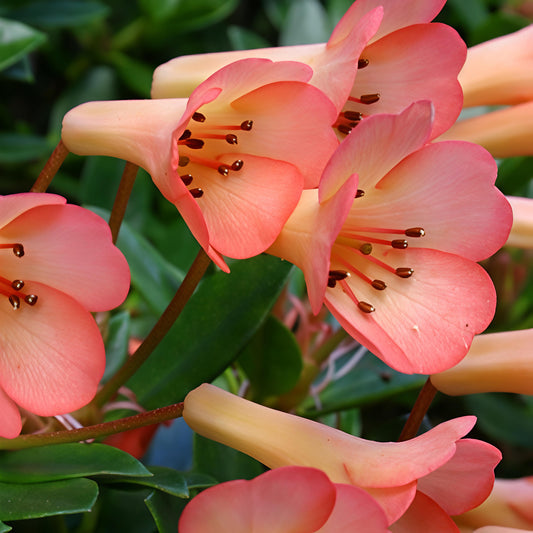 Rhododendron 'Saxon Blush' (Vireya)