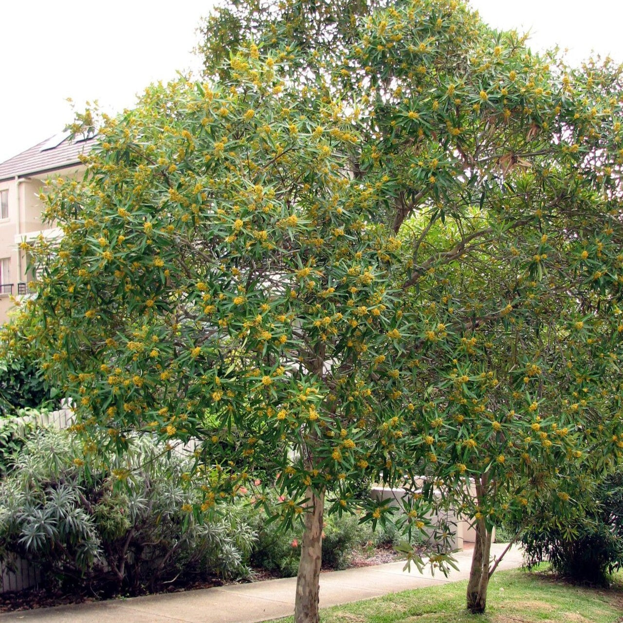 Tristaniopsis laurina (Water Gum, Kanooka)