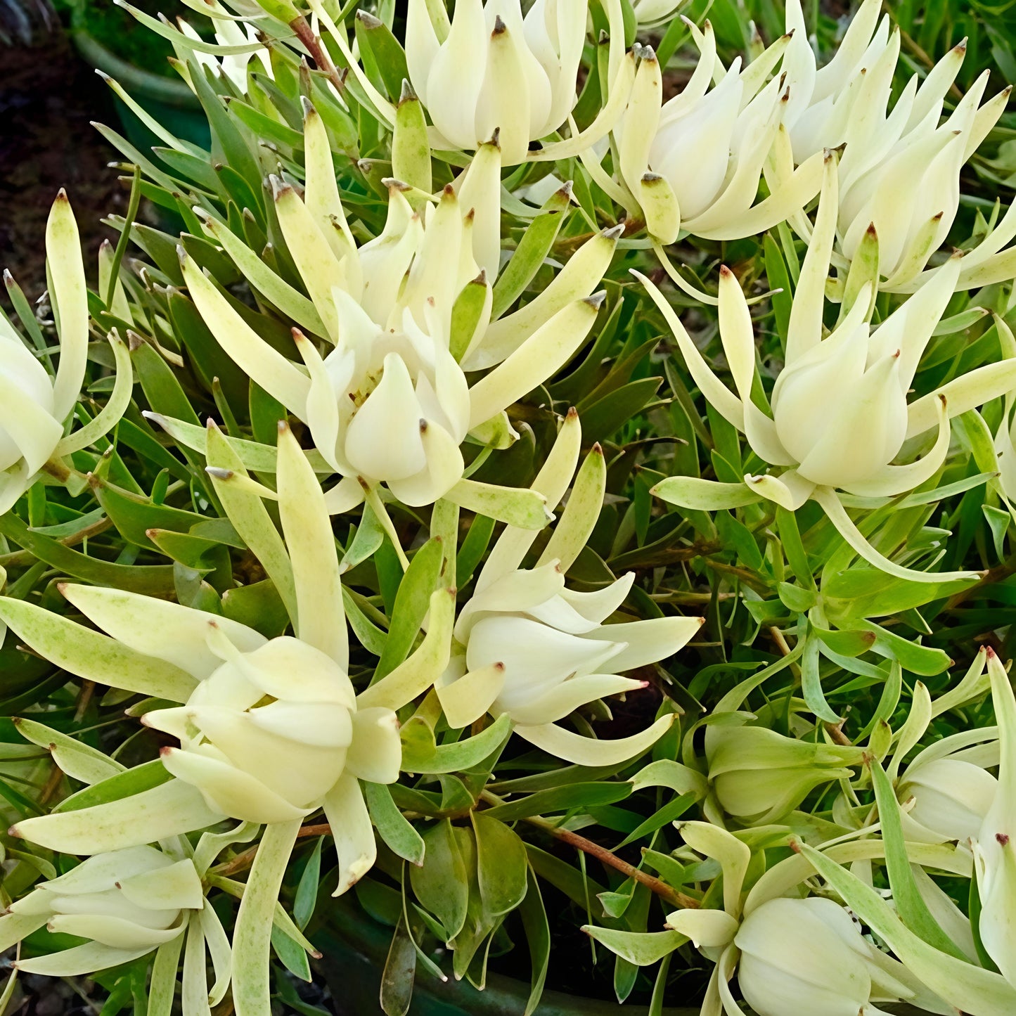Leucadendron 'Incisum' (Conebush)