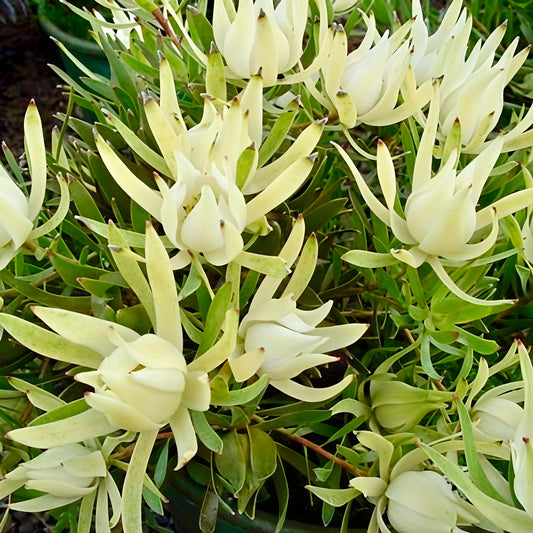 Leucadendron 'Incisum' (Conebush)