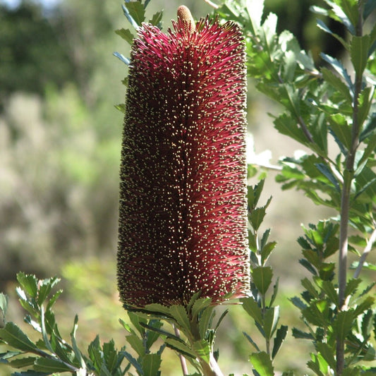 Banksia praemorsa (Cut-Leaf Banksia)