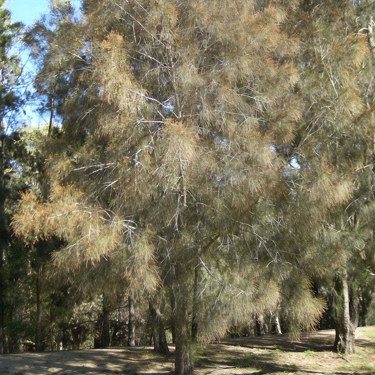 Casuarina cunninghamii (River She-oak)