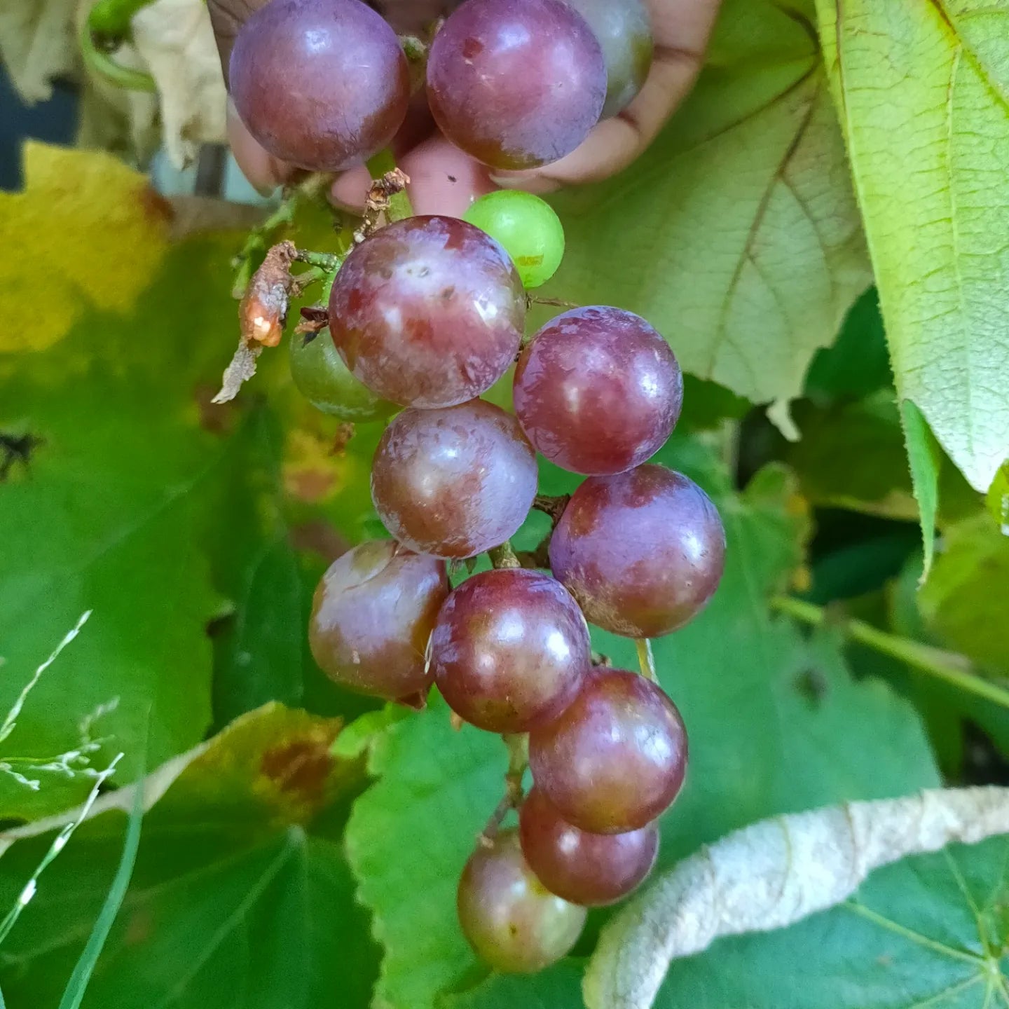 Vitis vinifera x labrusca 'Buffalo' (Grape)