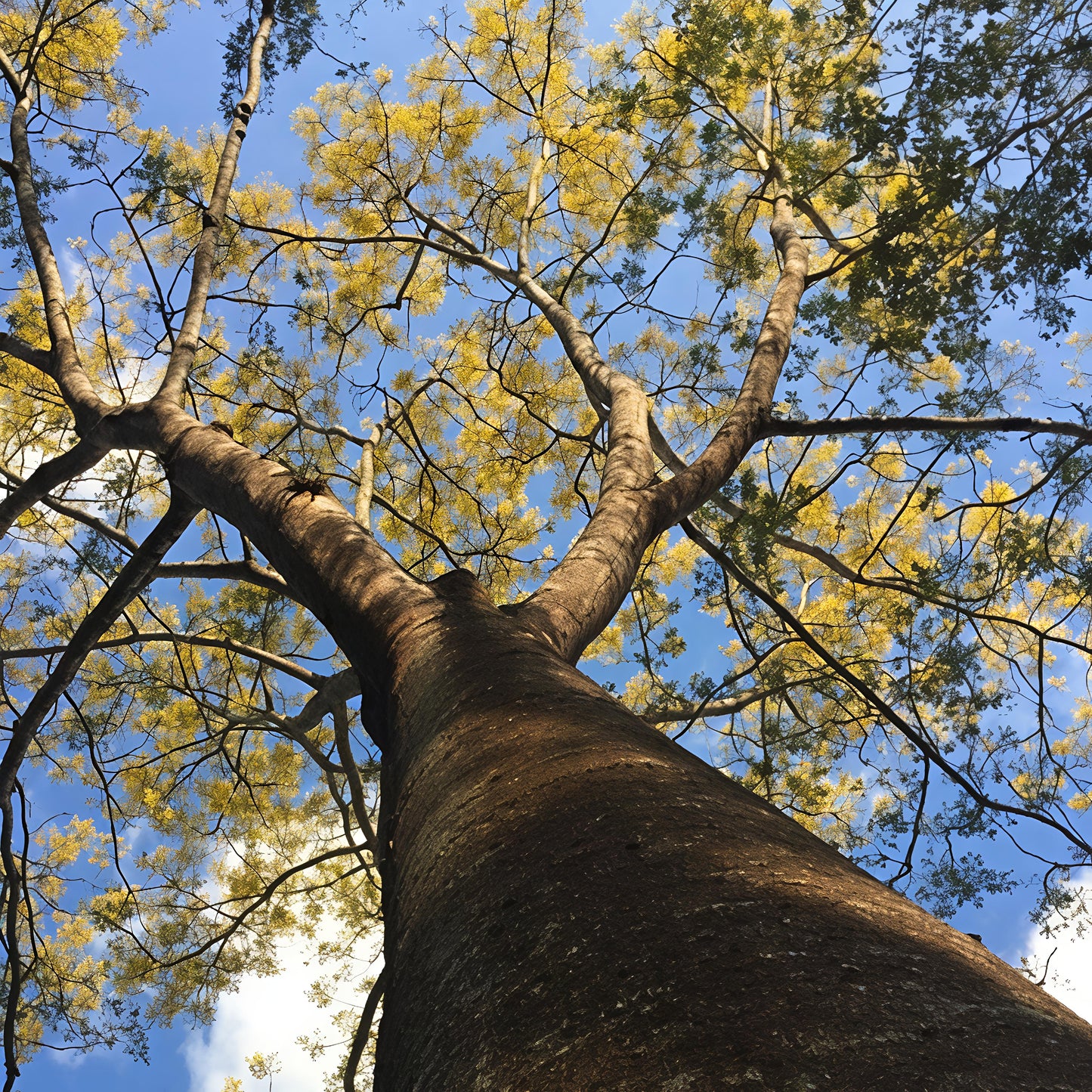 Schizolobium parahyba (Brazilian Firetree, Brazilian Fern Tree)