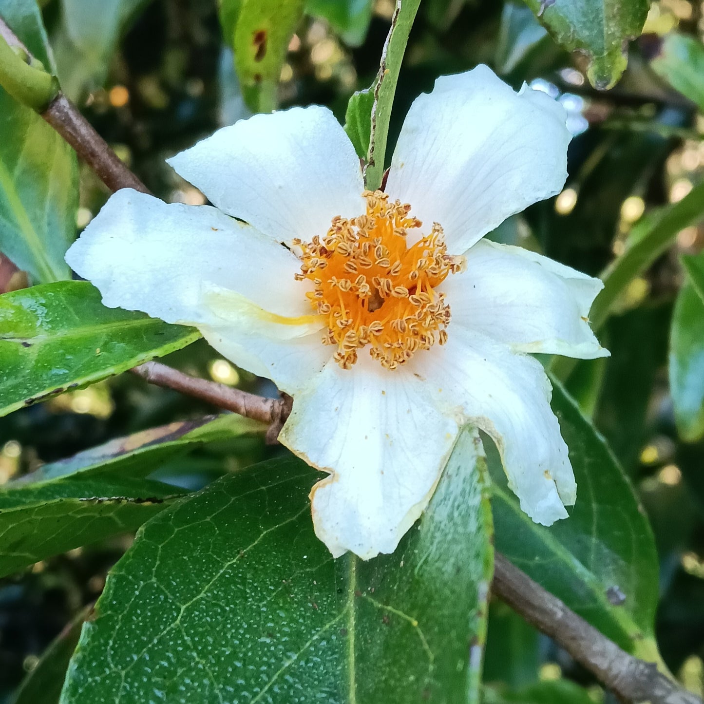 Camellia crapnelliana (Crapnell's Camellia)