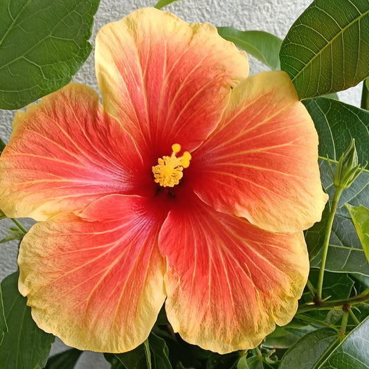 Hibiscus x rosa-sinensis 'Royal Highness'