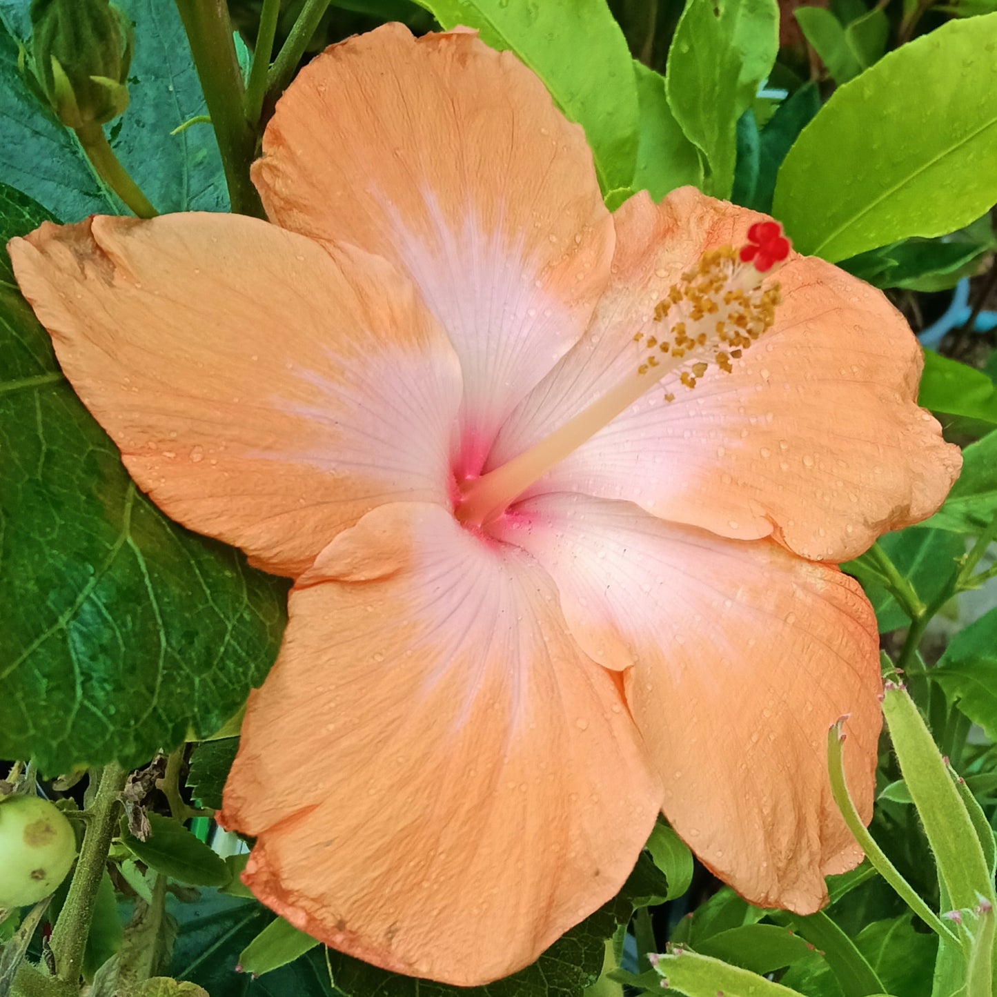 Hibiscus x rosa-sinensis
'Golden Queen' (Fijian Hibiscus)